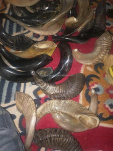 Kosher kudu shofar Horn จากอิสราเอลหัตถกรรมแบบดั้งเดิมในอินเดียโคเชอร์ของคุณ shofar ขายส่ง israeli shofar