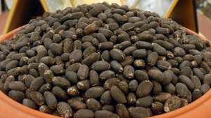 Graines de Jatropha 100% naturelles, 75 cm, stockage à sec, durée de conservation de 2 ans, origine UE, haute qualité, prix de gros pour usage végétal - Product Image 2