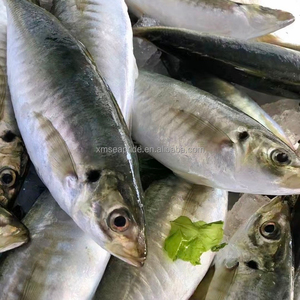 Listo para Enviar: Barracuda Congelada de Calidad Premium al por Mayor, Grado Alimenticio, Suministro a Granel, Fabricante de Exportación de Alta Calidad - Product Image 3