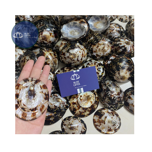 [MEJOR VENTA] |   Suministro de Material de Conchas de Limpet Azules Trituradas |   Para Arte en Resina, Decoración de Terrazo, Vietnam - Product Image 2