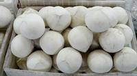 Coco Fresco Joven de Vietnam con Cáscara Entera, Corte Diamante, Coco Dulce Natural, Fruta Tropical Premium, Exportación a Granel al por Mayor