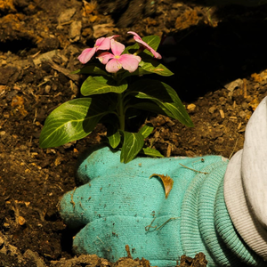Indigo Naturals Eco-Friendly Organic Cow Dung Manure Powder for Soil Fertility & <b>Plant</b> Growth - Product Image 3