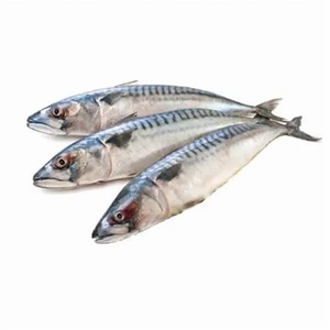 Pescado Macarela Congelado Fresco de Fábrica CREKS, Certificado KOSHER, Orgánico, Bajo en Sodio, IQF, Envasado al Vacío, Grado de Exportación, Sostenible, Cuerpo Entero - Product Image 6