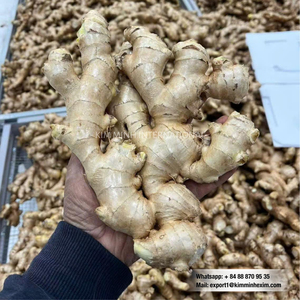 Gingembre frais du Vietnam – Racine entière pour les marchés internationaux - Product Image 4