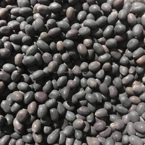 Bulk Premium Grade Dried Black Lotus Seeds From Vietnam | Moisture 14% Max 50kg PP Bags | Best Price for Large Orders - Product Image 3