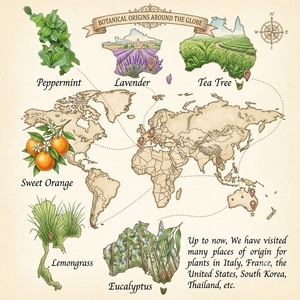 Huile essentielle de géranium distillée à la vapeur pour la fabrication de parfums, de savons, les formulations de soins personnels, qualité cosmétique, approvisionnement en vrac, OEM, ODM - Product Image 6