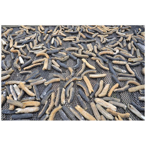 Pepino de mar seco, el más vendido |   Exportado por el Reino Unido desde Brasil, Grado A, alta calidad - Product Image 4