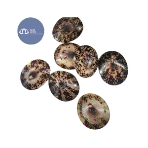 [VENTA EXITOSA] |   Conchas de Limpet Azules Trituradas, Suministro a Granel |   Material para resina artística, posavasos, manualidades, decoración, Vietnam - Product Image 3