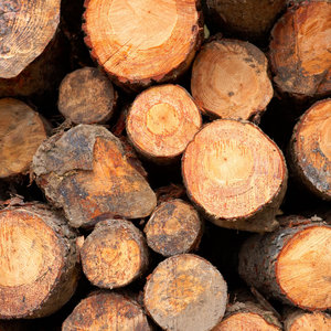 Fournisseur en gros de bois de teck / bois de chêne / bois de pin à prix avantageux, disponible en gros. - Product Image 1
