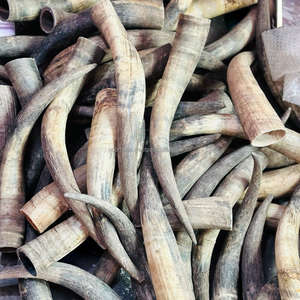 Cuerno de Buey Natural Crudo de la Mejor Calidad, Cuerno de Toro de 20-26 Pulgadas, Cuerno de Ágata, Cuerno de Vaca Tallado por Noorbaba International - Product Image 6