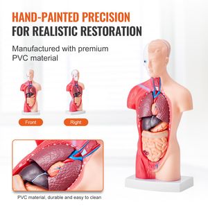 Modello Anatomico del Torso Umano da 11 Pollici, 15 Parti in PVC, con Organi Rimovibili, Strumento Educativo per l'Insegnamento dell'Anatomia - Product Image 5