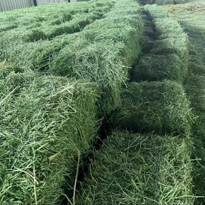100% Alfalfa Hay Animal Feed Premium Quality Fast Delivery for Strong and Healthy Livestock <b>Cow</b> Goat Horse Very Affordable - Product Image 5
