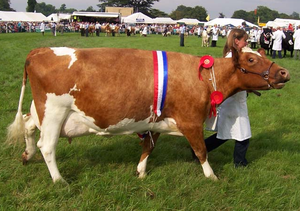 Ayrshire Dairy Cattle Breeding Animals for Bulk Orders and International Markets - Product Image 1