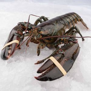 Fournisseur direct de homards rouges canadiens congelés vivants, homards épineux d'Autriche, grossistes en fruits de mer, emballage en vrac à vendre - Product Image 2