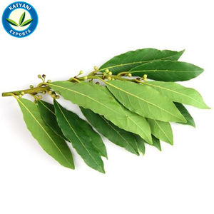 100% Pure Natural Bay Laurel Oil Meilleur fabricant de gros d'huile de haute qualité en Inde Fourniture d'exportation en vrac à des prix raisonnables - Product Image 5