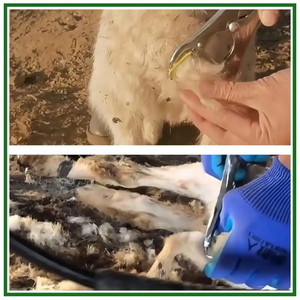 Pince de castration en acier inoxydable pour moutons et 100 anneaux de castration en caoutchouc pour animaux de ferme - Product Image 4