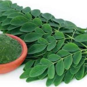 Feuilles de Moringa Biologiques Riches en Protéines, Qualité Supérieure, Coupées Naturellement, Feuillage Vert, Prix de Gros Mondial - Product Image 4