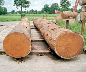 Bois de teck naturel en vrac pour les marchés du bois en gros, les fabricants et les distributeurs de meubles - Product Image 2