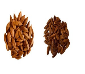 Nueces de Pili directamente de Tailandia - Product Image 2