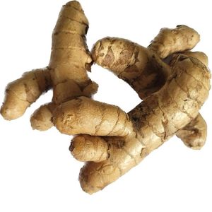 VIETNAMESE NATURAL DRIED GINGER SLICES / PREMIUM SPICES FOR WHOLESALERS - Product Image 4