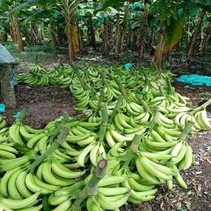 Plátano Cavendish Verde Fresco Orgánico de Alta Calidad, Mejor Precio en Existencia, Envío Rápido Disponible, Compre Directamente de un Proveedor Confiable - Product Image 2