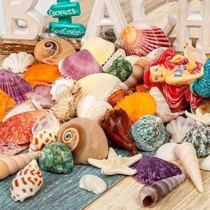 Coquillages naturels mélangés pour la décoration d'aquariums, les loisirs créatifs et les accessoires photo - Product Image 6