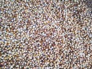 Millet entier indien séché, riche en protéines, non glutineux, pour l'alimentation animale – Fournisseur et exportateur en gros de graines - Product Image 3
