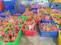 Hoge Kwaliteit Vietnamese Dragon Fruit Vers Geoogst Zoet Sappig Vlees Lange Houdbaarheid Perfect Voor Export En Retail