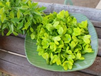 Fleurs en argile Dok Kajorn artisanales de qualité supérieure, artificielles, pour intérieur, style thaïlandais, 37 artisans, artisanat décoratif, couleurs personnalisées disponibles