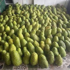 Pulpa de guanábana congelada, fruta tropical ácida, ideal para jugos, batidos, postres y procesamiento de bebidas. - Product Image 2