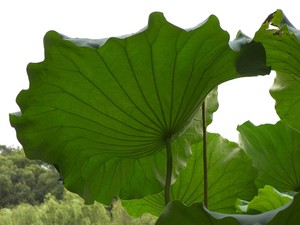 High Quality Dried Lotus <b>Leaves</b> – Natural Dried / Fresh <b>Leaf</b> // Mr.Tom - Product Image 5
