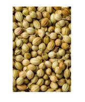 Graines de coriandre culinaire de qualité supérieure utilisées dans la cuisine de spécialité et l'assaisonnement gastronomique Marque G GROW AGRI INTERNATIONAL Fabriqué en Inde