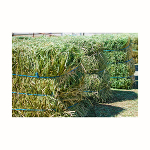 Grano de Alfalfa Barato de Alta Calidad para Caballos y Peces/Perros, Origen Estadounidense, 2 Años de Vida Útil - Product Image 1