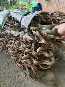 Lianes séchées longue durée |   Plantes grimpantes de forêt naturelles séchées au soleil |   Décor en bois torsadé robuste |   Exportateur en gros fiable - Product Image 6