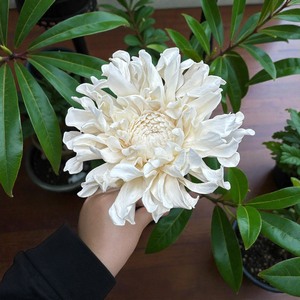 ดอกไม้ประดิษฐ์จากไม้โซลา รูปดอกเบญจมาศ ขนาด 10 ซม. พร้อมก้านไฟเบอร์จากต้นเซสบาเนีย สำหรับอโรมาเธอราพี ทำด้วยมือ - Product Image 4