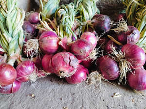 FB-BASIRA (5440) Graines d'<span class=keywords><strong>oignon</strong></span> rouge foncé biologique non-OGM, pollinées à l'ouverture, bulbes frais Farmson Biotech - Product Image 2