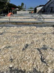 Écailles de poisson séchées décalciifiées, teneur max. 1 % / Écailles de tilapia séchées / Écailles de poisson brutes décalciifiées et blanchies / Ms.Lily - Product Image 5