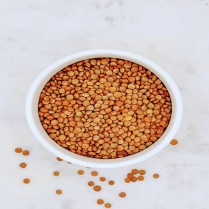 Lentejas Rojas Masoor Frescas Orgánicas de Grado Exportación, Limpias y Clasificadas, Grado Alimenticio, Suministro a Granel para Compradores Mayoristas Internacionales - Product Image 6