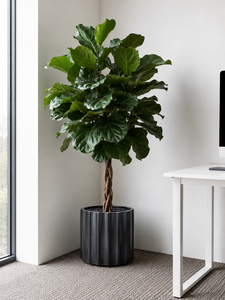 Luxury Hotel Lobby Fluted Black Planter Set 4 Sizes Fiberglass Round Plant Container Weatherproof Indoor Outdoor Decor - Product Image 5