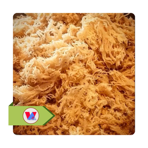 สาหร่ายทะเลแห้งสีเหลืองทองคุณภาพดีที่สุด ยี่ห้อ Golden Yellow  ไม่มีหนาม  ชนิด Eucheuma Cottonii  วัตถุดิบอะการ์สำหรับอาหารเชิงพาณิชย์ - Product Image 2
