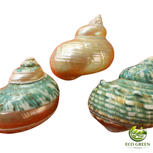 Coquillages turbo polies naturelles vertes, blanches et brunes pour la décoration d'aquariums, l'habitat des crabes ermites, l'artisanat côtier, vente en gros - Product Image 3