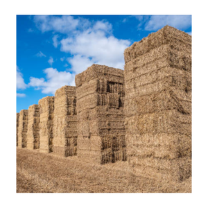 Heno de paja de trigo picado natural, pienso para animales para caballos, ganado, cerdo, disponible para la venta, balas de heno de paja de trigo de alta calidad enriquecidas - Product Image 5