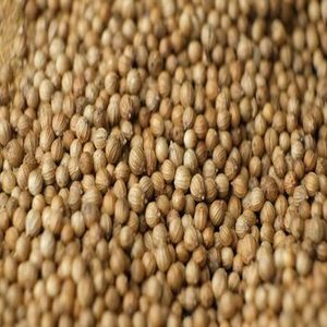 Coriandre Indienne Premium en Grains Entiers, Source Ferme du Gujarat, Non Irradiée, Stérilisée à la Vapeur, 100% Naturelle, Pureté 99%, Pour le Marché Mondial - Product Image 1