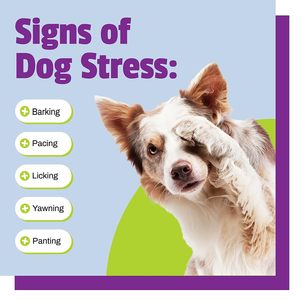 Friandises calmantes pour chiens OEM à base de chanvre, anti-anxiété, soutien contre le stress, supplément naturel apaisant, vente en gros - Product Image 6