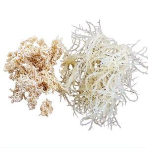 Mejor Oferta Algas Secas Eucheuma Cottonii Material de Musgo Irlandés Crudo Estándar de Exportación de Vietnam Pedido a Granel en Fardos Grado Superior - Product Image 3