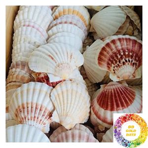 เปลือกหอยเชลล์ธรรมชาติสีขาว ขนาด 3-5 ซม. 8-13 ซม. สำหรับตกแต่งบ้านริมชายหาด งานฝีมือ และขายส่ง - Product Image 1
