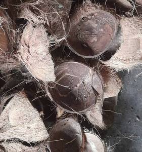 Cáscara de Coco Premium, Cortada a la Mitad y Triturada, Exportación a Granel de Vietnam para Carbón Activado, Biomasa y Combustible - Sra. Tarina - Product Image 4