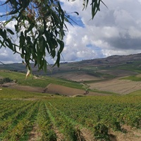 Vin rouge italien biologique, lot de 5, 750cl GVERDI fabriqué à la main, vin rouge naturel italien