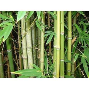 Bamboo <b>Extract</b> Premium Plant <b>Extract</b> for Various Applications - Product Image 5