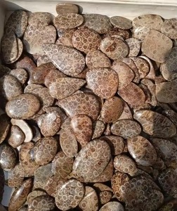 พลอยปะการังฟอสซิลสีน้ำตาลธรรมชาติแบบคาโบชอง คุณภาพสูง สำหรับทำเครื่องประดับ - Product Image 4